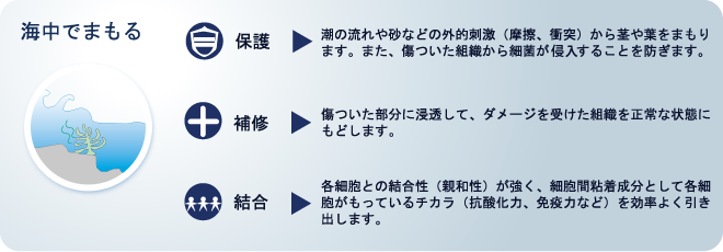 海中でまもるフコイダンの力