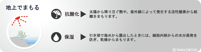 地上でまもるフコイダンの力